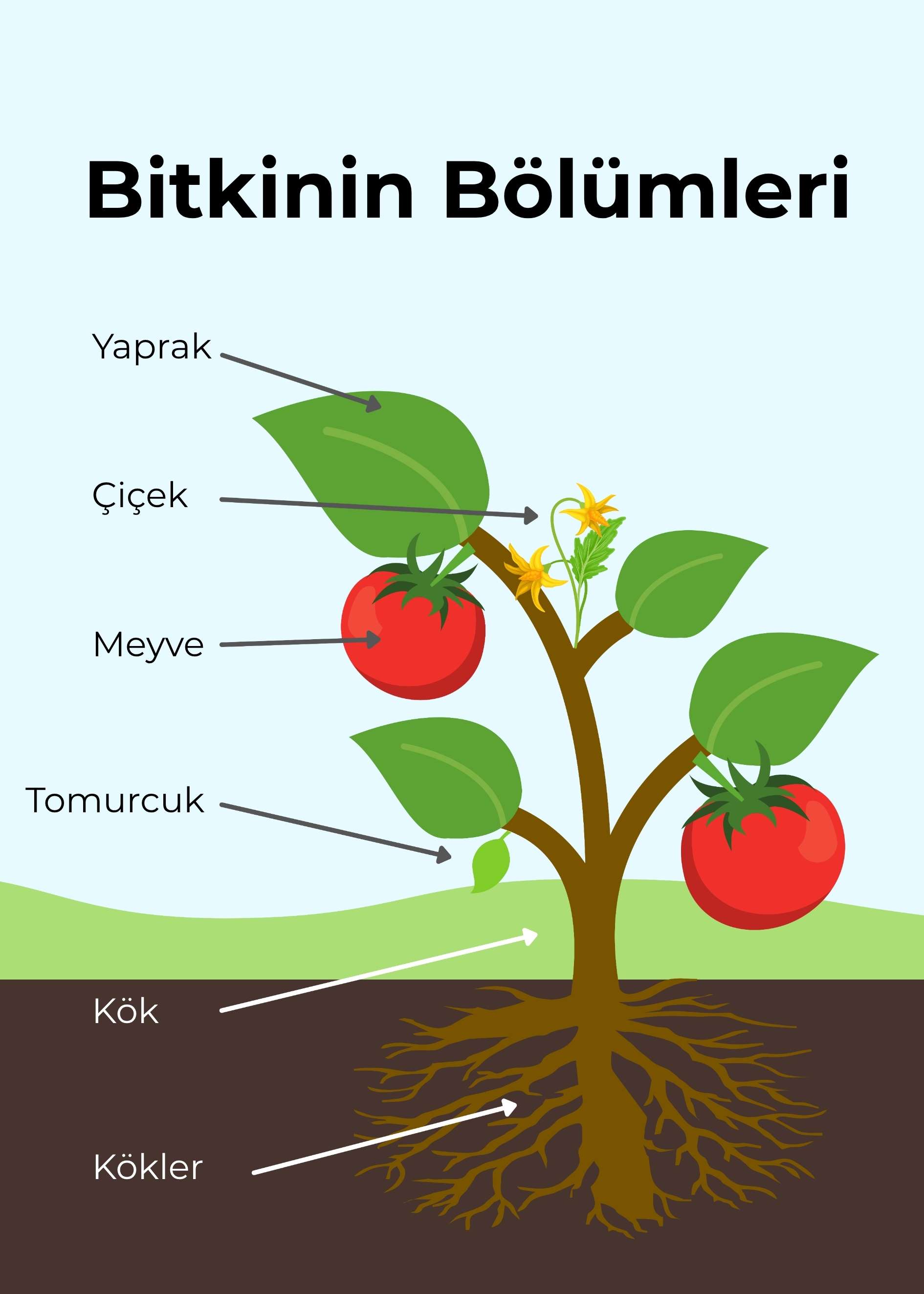 Bitkinin Bölümleri Temalı 50X70CM tek parça bristrol karton sınıf panosu